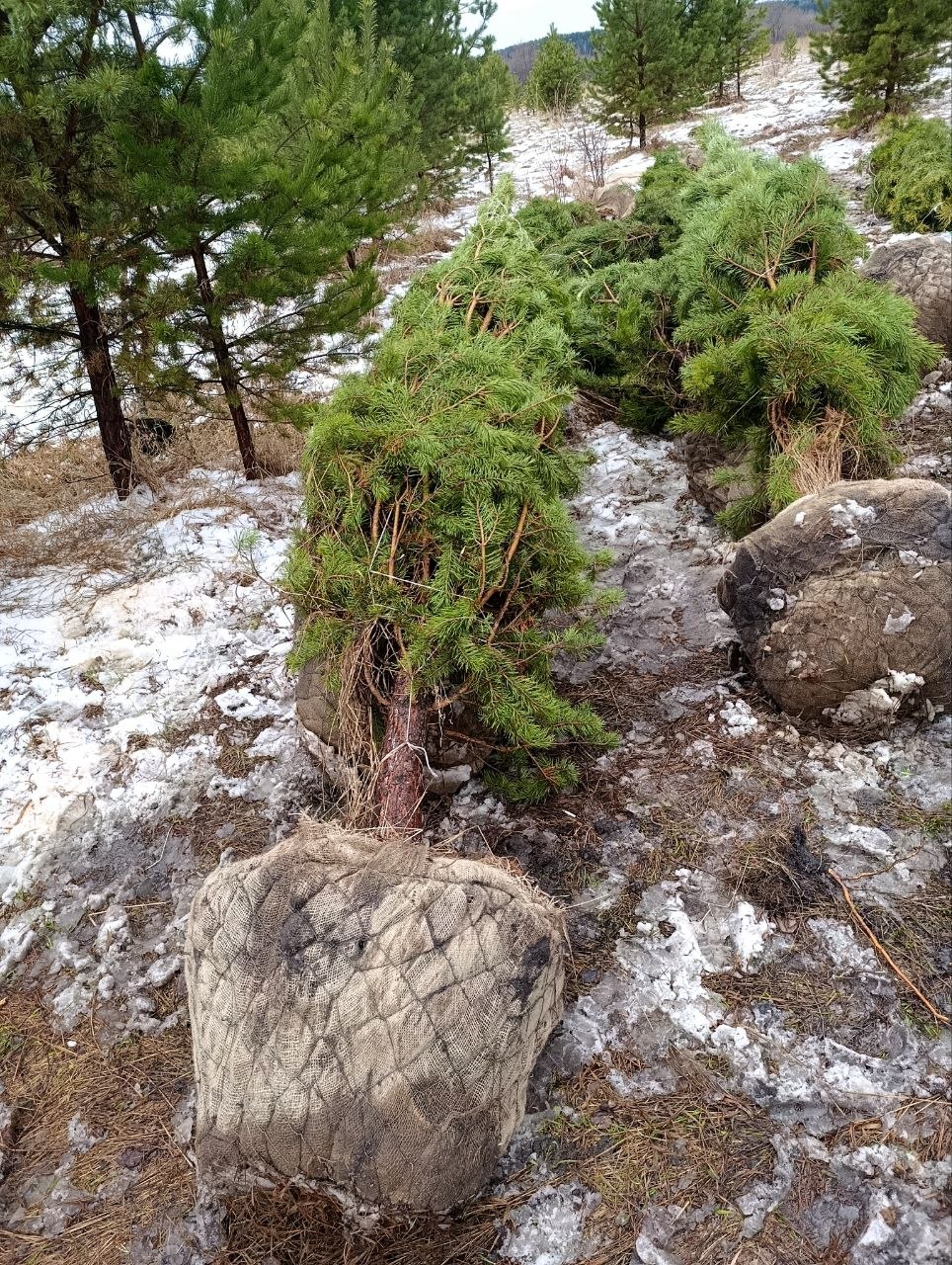 Сосна обыкновенная с комом, готовая к отгрузке